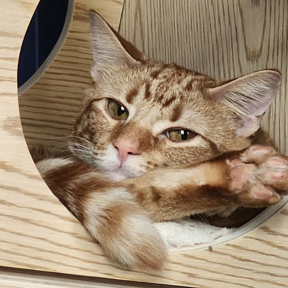 Meet your Posher, Lisa - Picture 2 of 2